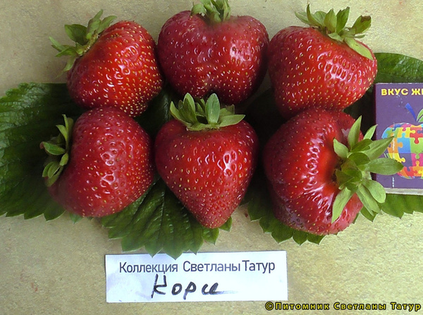 Кори фото ягод земляники