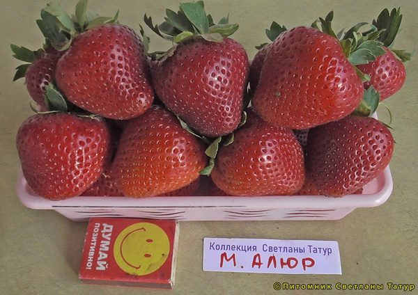 Моллинг Аллюр фото ягод клубники