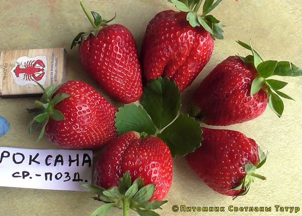 Роксана фото ягод земляники