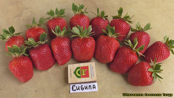  Сибилла фото ягод земляники