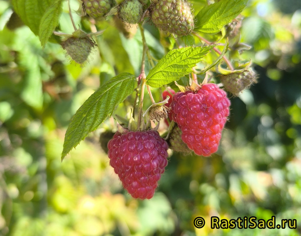 Вайолет фото ягод малины