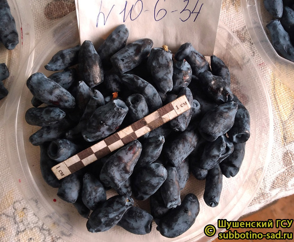 фото ягод жимолости Динозаврик