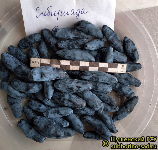 Сибириада фото ягод