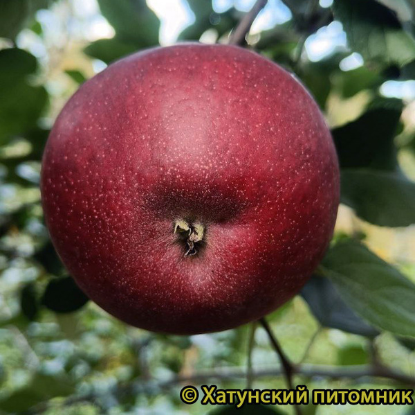 Космик Крисп фото яблока