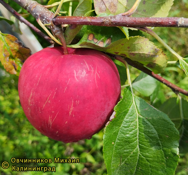 Рэд фри яблоко