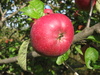 Мекинтош яблоко